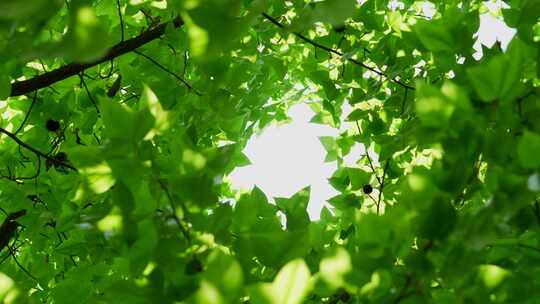 唯美阳光穿过梧桐树叶大自然枫叶红枫树叶视频素材模板下载