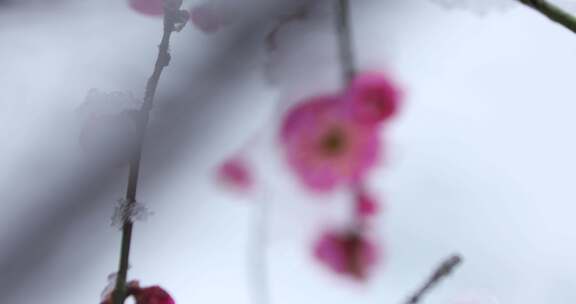 冬季下雪红梅花盛开红梅傲雪