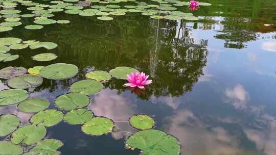 夏天池塘盛开的睡莲花实拍