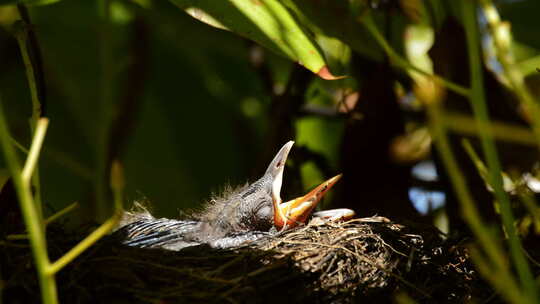 刚出生的幼鸟喂食