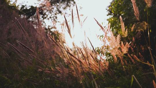 夕阳下的芦苇唯美风景视频素材