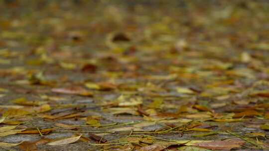 铺满落叶的路面实拍