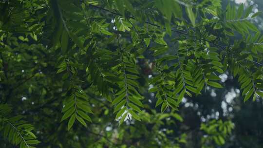 茂密翠绿树叶特写