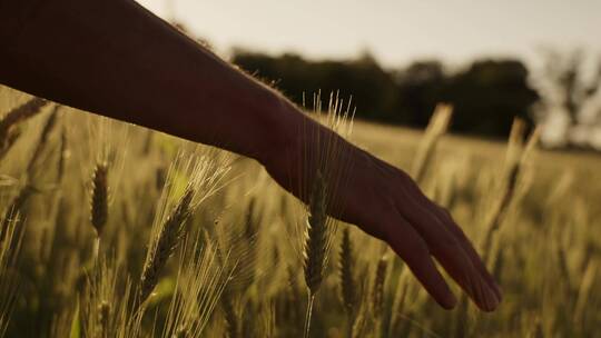 行走在田野间 用手抚摸麦穗。