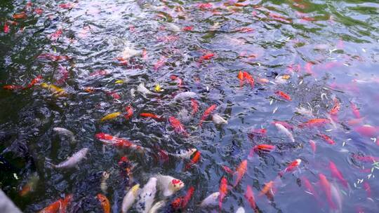 实拍济南曲水亭街百花洲景区锦鲤鱼群游动