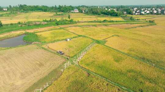 航拍农田收割水稻
