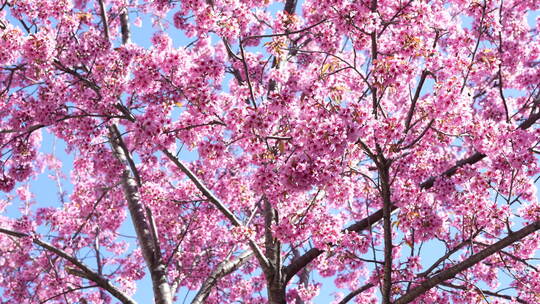 樱花冬樱春樱花园视频素材模板下载
