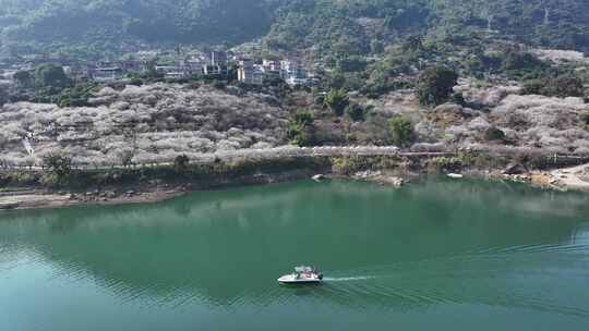 中国广东省广州市从化区广州流溪梅花节