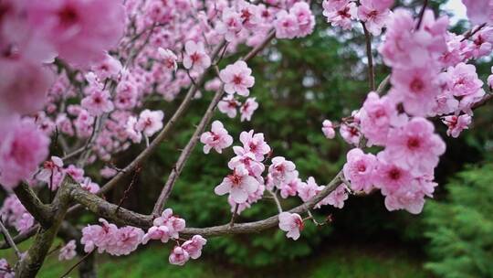 春天粉红色的樱花