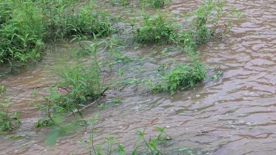 实拍暴雨后洪水 山洪