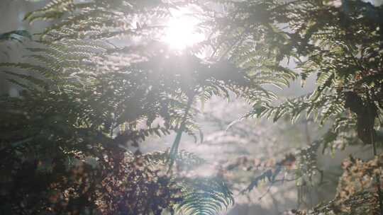 森林，树木，太阳耀斑，植物