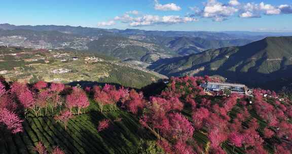 无量山樱花谷 春天最先到达的地方