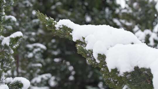 冬天下雪唯美雪景松树枝头被雪覆盖