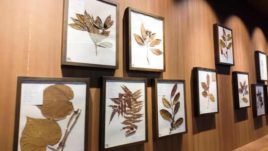 博物馆植物标本珍稀濒危植物