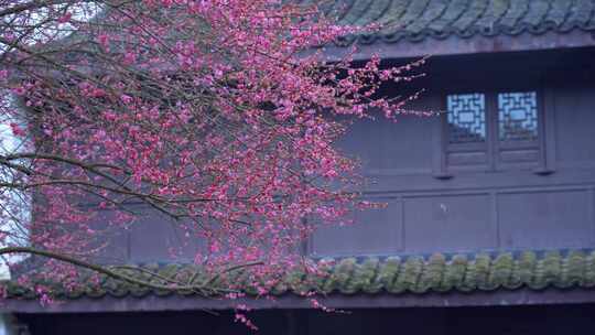 杭州西湖都锦生故居梅花风景