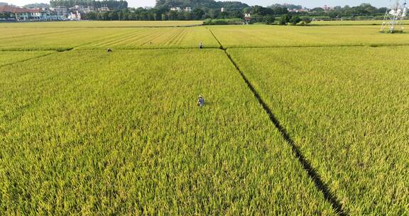 航拍水稻稻田