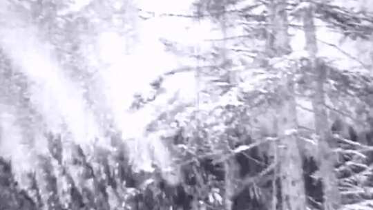 上世纪初 20年代 30年代 40年代 伐木