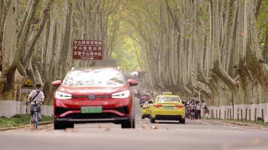 南京_明孝陵景区_梧桐树道路015