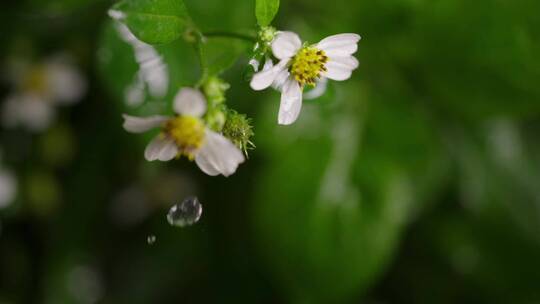 春天雨滴水滴植物升格谷雨惊蛰立夏节气