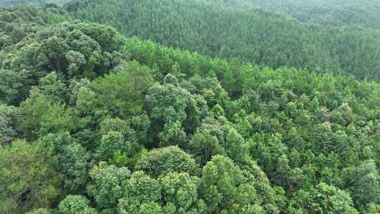 松树林俯拍树林航拍森林绿色植被山间林地