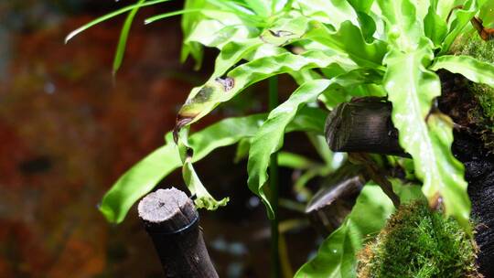 蕨类植物叶子热带雨林生物视频素材模板下载