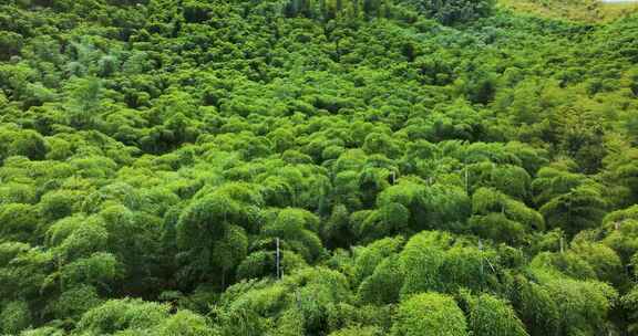 江南竹林竹海竹山竹叶