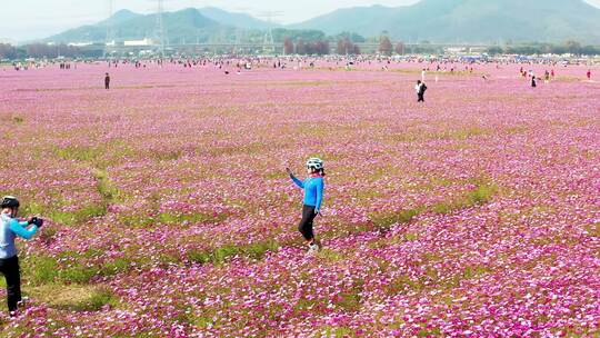 中山崖口格桑花花海六