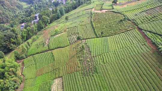 茶园茶叶茶茶山绿茶农业茶海采茶茶文化航拍