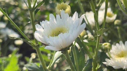 白色菊花花朵视频素材模板下载