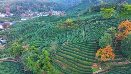 唯美杭州西湖龙井茶文化景区航拍茶园地茶叶