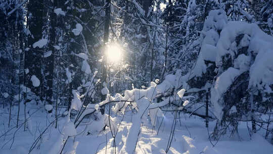 唯美冬季森林雪地阳光