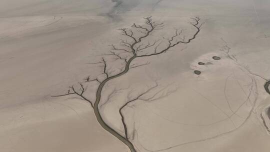 航拍大地之树生命之树奇景奇观枯水鄱阳湖视频素材模板下载