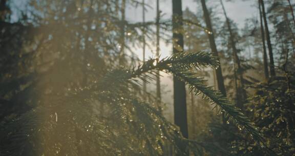 晨雾露珠阳光透过树林