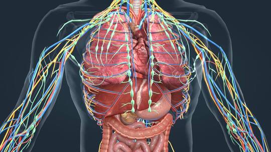 医学人体器官肺脏大脑肝脏胆囊胃肠道 (5)