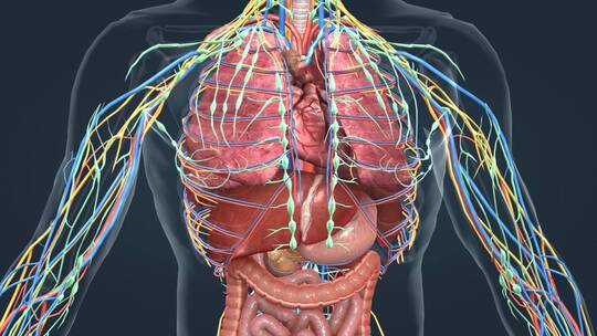 医学人体器官肺脏大脑肝脏胆囊胃肠道 (5)视频素材模板下载