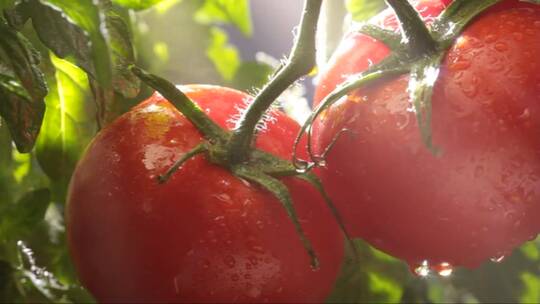 阳光下的番茄果实