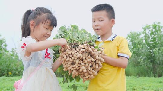 农作物丰收视频素材模板下载