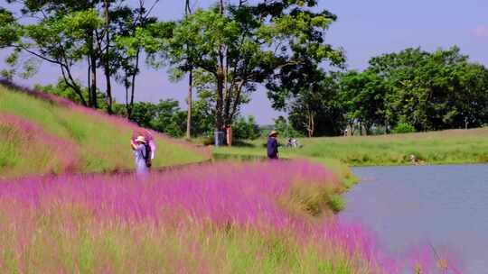 粉黛花海乱子草及小湖面