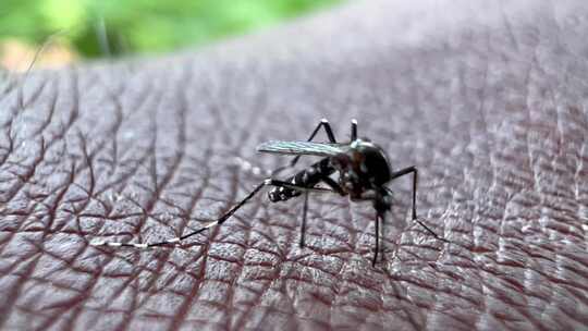 蚊子在皮肤上吸血特写视频素材模板下载