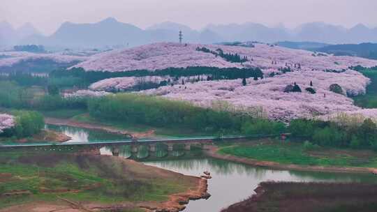 4K航拍贵州安顺平坝樱花景区风光