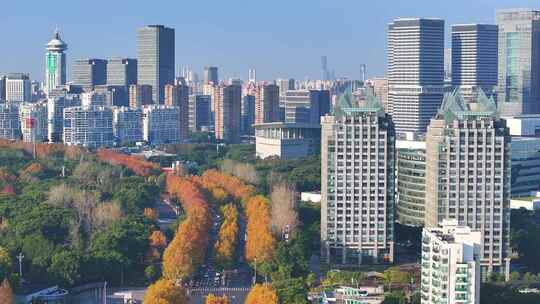 上海世纪公园秋天风景  锦绣路梧桐大道