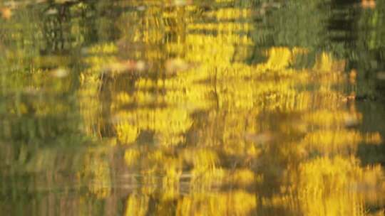 阳光下的金黄树叶