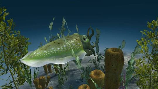 乌贼 墨斗鱼 乌贼伪装 海底世界 3D动画视频素材模板下载