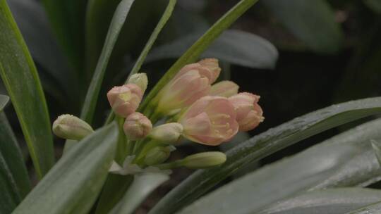 君子兰花LOG视频素材