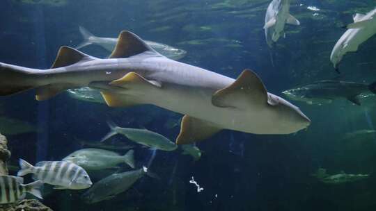 海洋馆水族馆深海鱼群鲨鱼