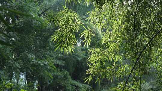 茂密竹林中的竹叶与透过的阳光