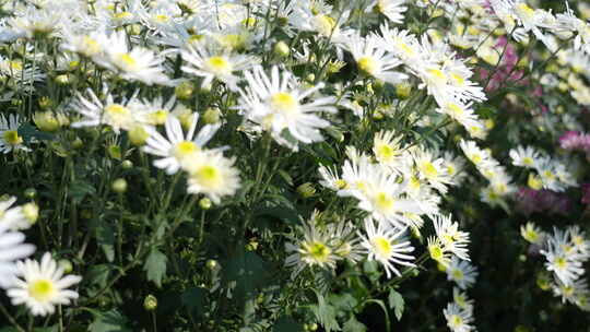 菊/菊花节/秋菊