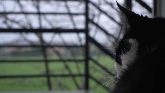 猫从敞开的阳台门往外看视频素材模板下载
