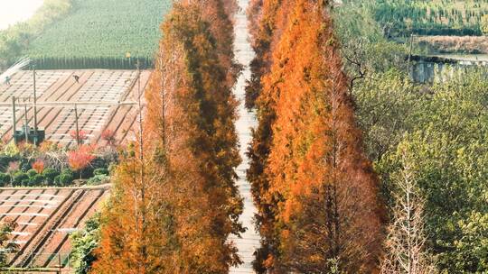 杭州绝美秋景道路航拍