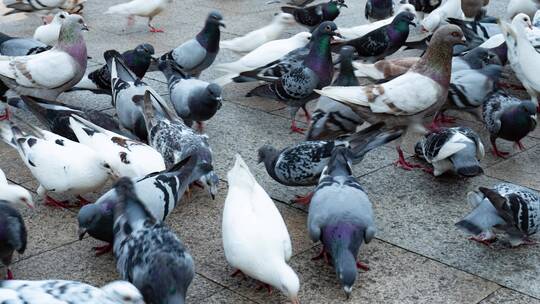 广西南宁民族广场的鸽子